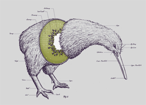 L'anatomie du kiwi !