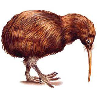 L'oiseau kiwi